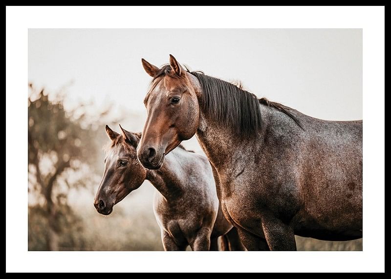 Brown Horses Landscape-12