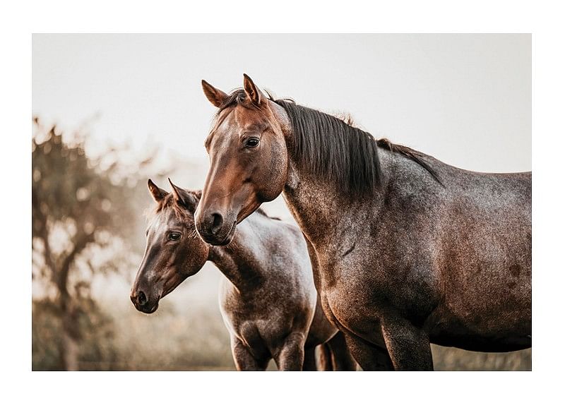 Brown Horses Landscape-12