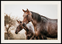 To brune heste i sideprofil mod sløret naturbaggrund-2