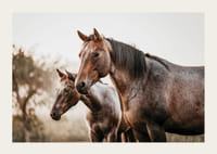 To brune heste i sideprofil mod sløret naturbaggrund-3