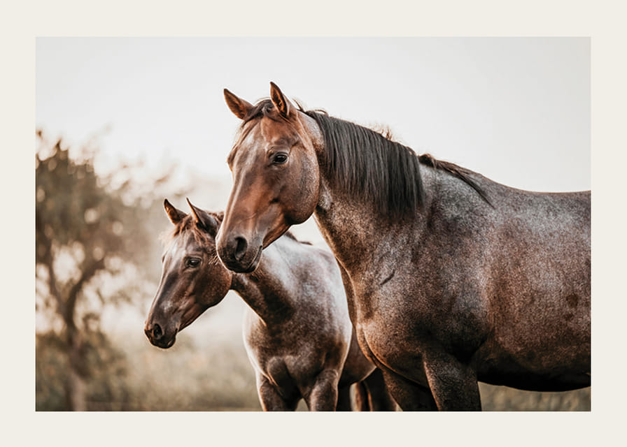 To brune heste i sideprofil mod sløret naturbaggrund-12