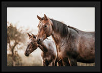 To brune heste i sideprofil mod sløret naturbaggrund-4