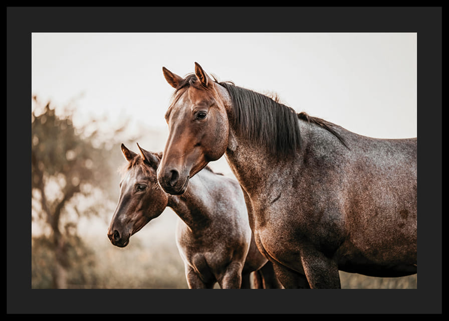 To brune heste i sideprofil mod sløret naturbaggrund-12