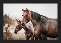 To brune heste i sideprofil mod sløret naturbaggrund-5