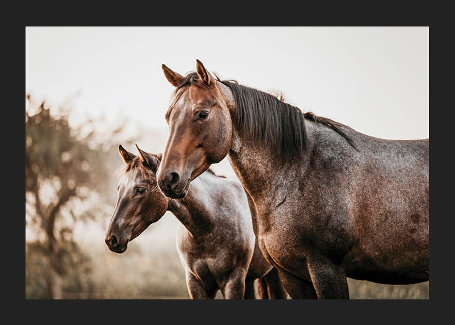 To brune heste i sideprofil mod sløret naturbaggrund-12