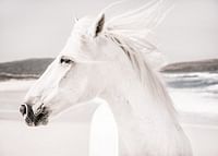 White Horse Landscape-3