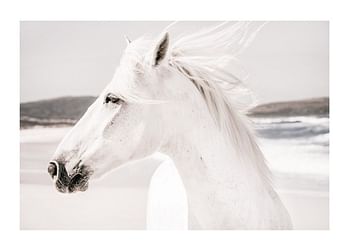 Poster White Horse Landscape
