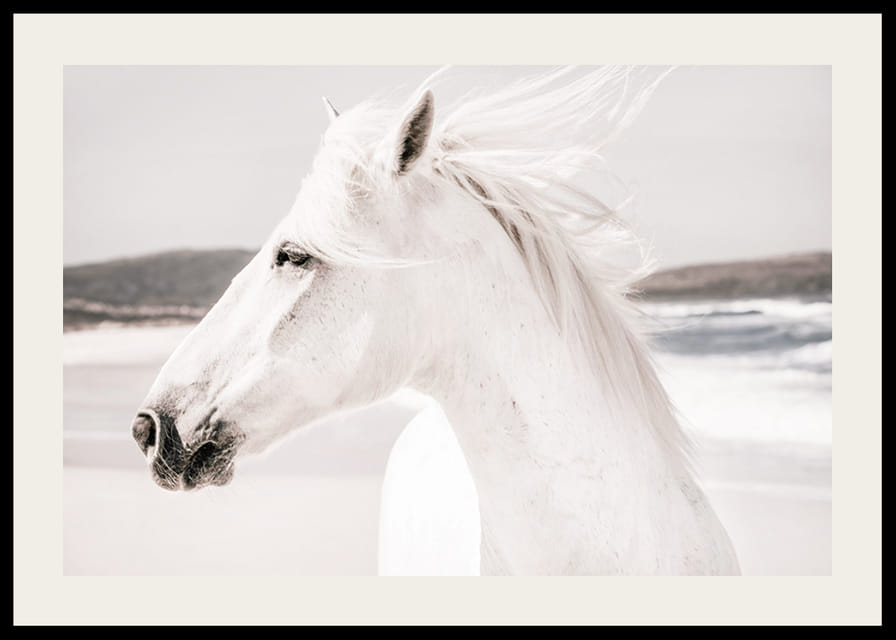 Fotografisk närbild av vit häst vid havet i mjuka toner-12