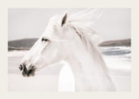 Fotografisk närbild av vit häst vid havet i mjuka toner-3