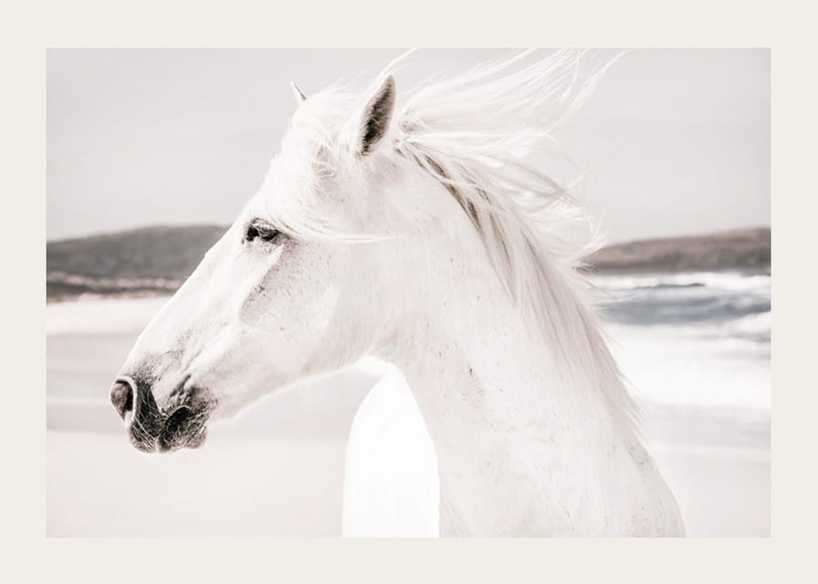 Fotografisk närbild av vit häst vid havet i mjuka toner-12