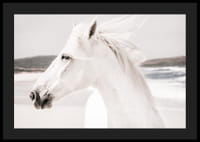 Fotografisk närbild av vit häst vid havet i mjuka toner-4