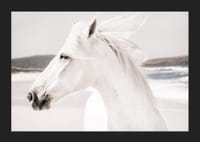 Fotografisk närbild av vit häst vid havet i mjuka toner-5