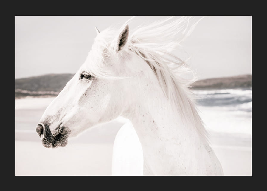 Fotografisk närbild av vit häst vid havet i mjuka toner-12