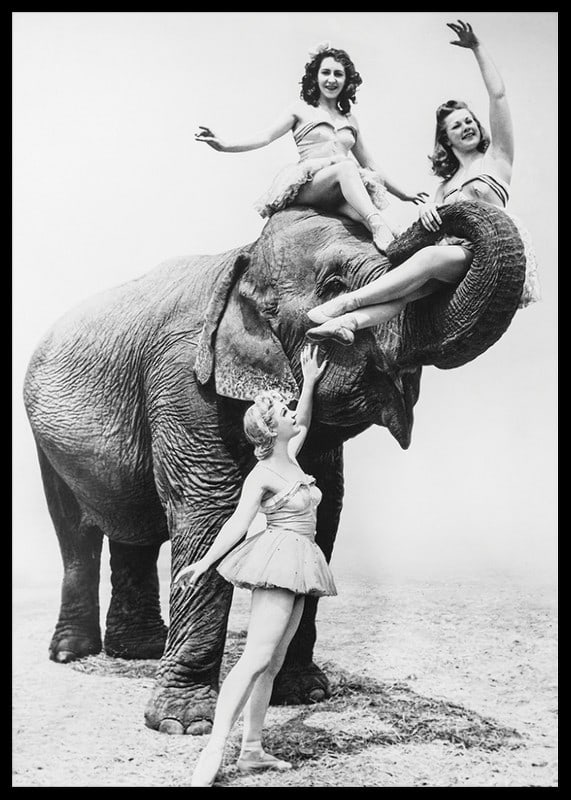 Black and white circus scene with three women and an elephant-12