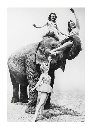 Poster Women Riding Elephant