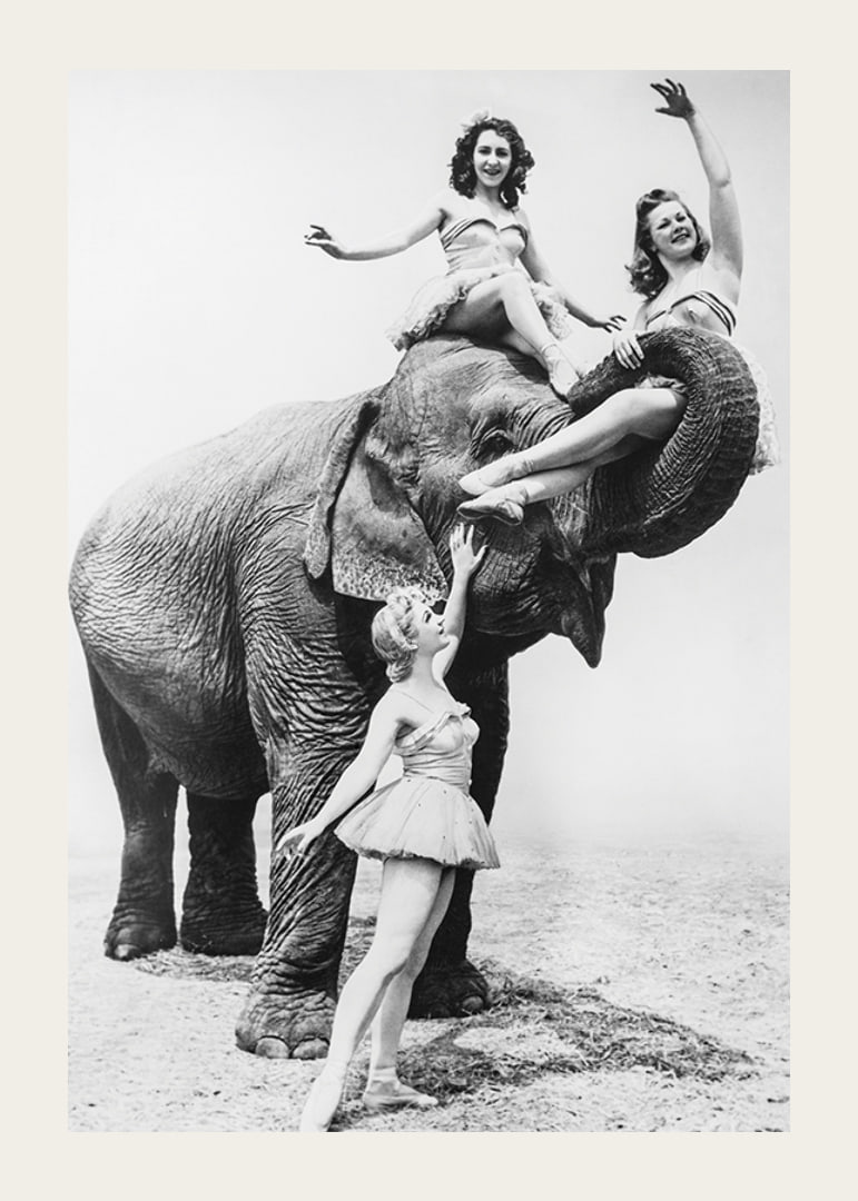 Black and white circus scene with three women and an elephant-12