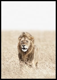 Lion in tall dry grass on the savannah, light beige tones-6
