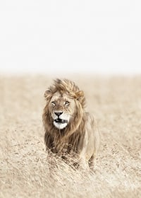 Lion in tall dry grass on the savannah, light beige tones-7