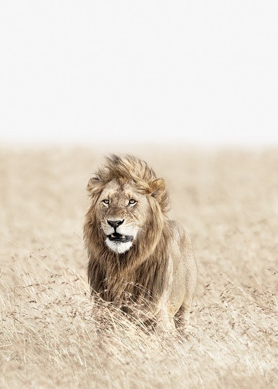 Lion in tall dry grass on the savannah, light beige tones-12