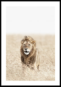 Lion in tall dry grass on the savannah, light beige tones-0