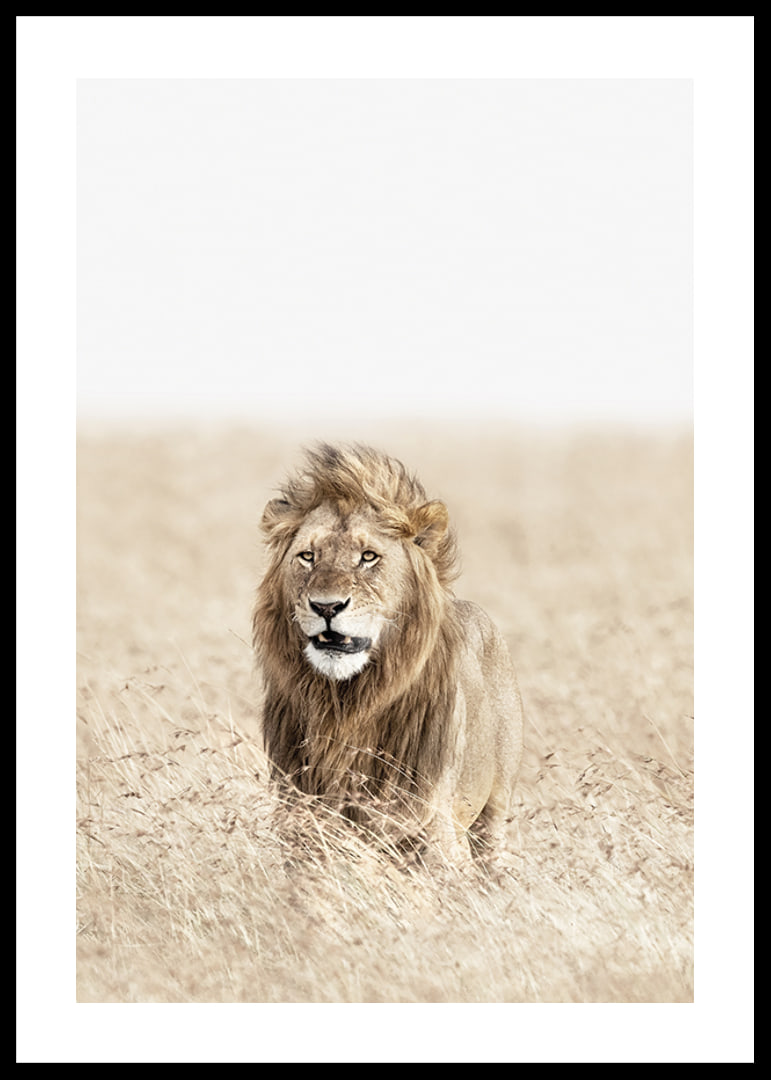 Lion in tall dry grass on the savannah, light beige tones-12