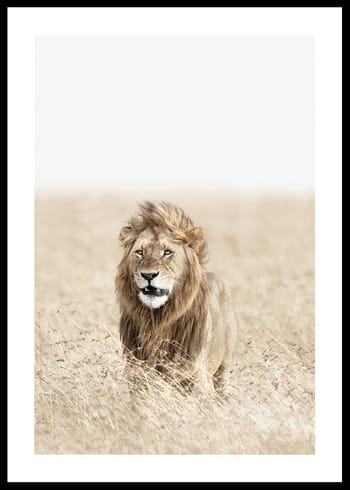 Poster Lion On The Savannah