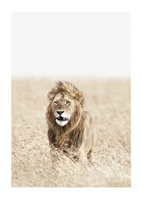 Lion in tall dry grass on the savannah, light beige tones-1