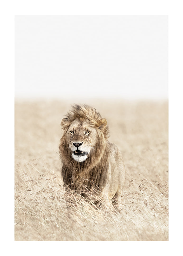 Lion in tall dry grass on the savannah, light beige tones-12