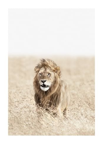 Affiche Lion On The Savannah