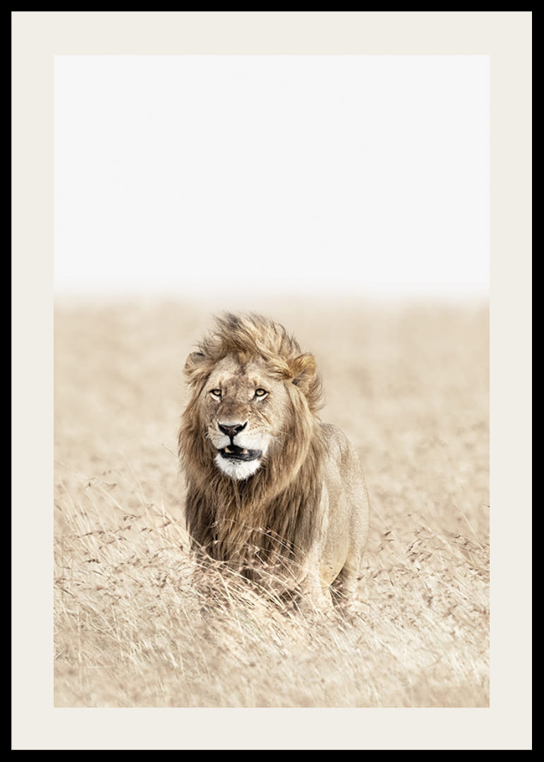 Lion dans les hautes herbes sèches de la savane, tons beige clair-12