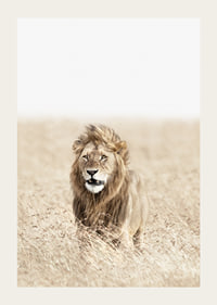 Lion in tall dry grass on the savannah, light beige tones-3