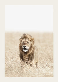 Lion dans les hautes herbes sèches de la savane, tons beige clair-3