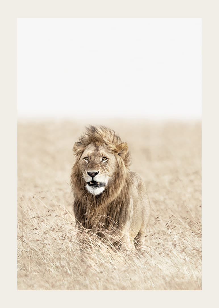 Lion dans les hautes herbes sèches de la savane, tons beige clair-12