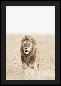 Lion dans les hautes herbes sèches de la savane, tons beige clair-4