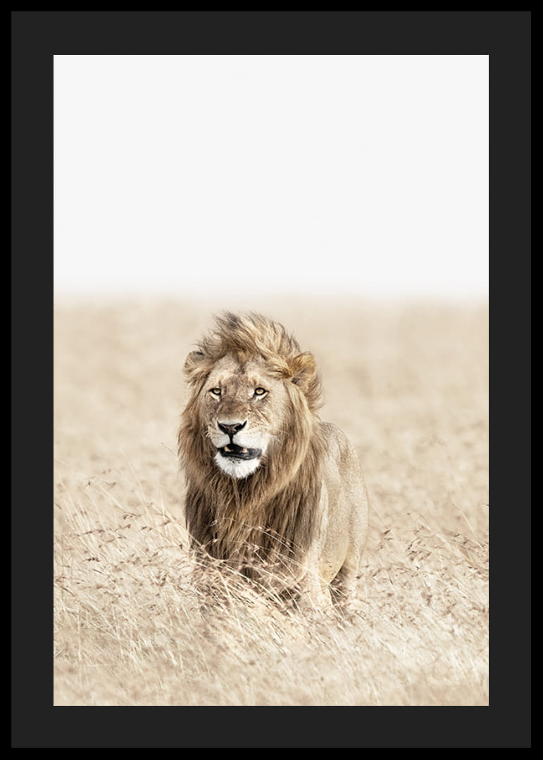 Lion dans les hautes herbes sèches de la savane, tons beige clair-12