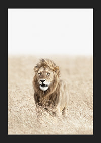 Lion in tall dry grass on the savannah, light beige tones-5