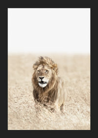 Lion dans les hautes herbes sèches de la savane, tons beige clair-5