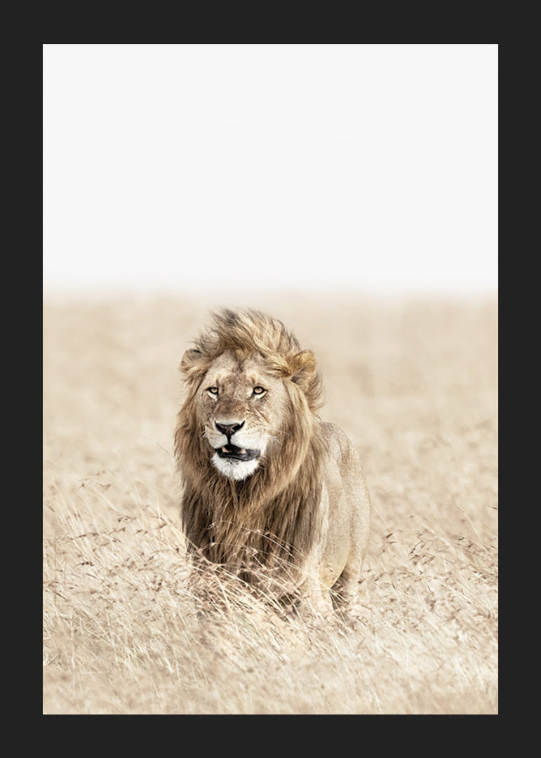 Lion dans les hautes herbes sèches de la savane, tons beige clair-12