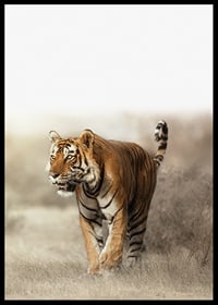 Photographic tiger walking in dry grass landscape in backlight-6