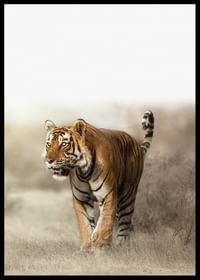 Tiger Walk-2