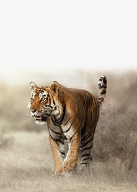 Photographic tiger walking in dry grass landscape in backlight-7