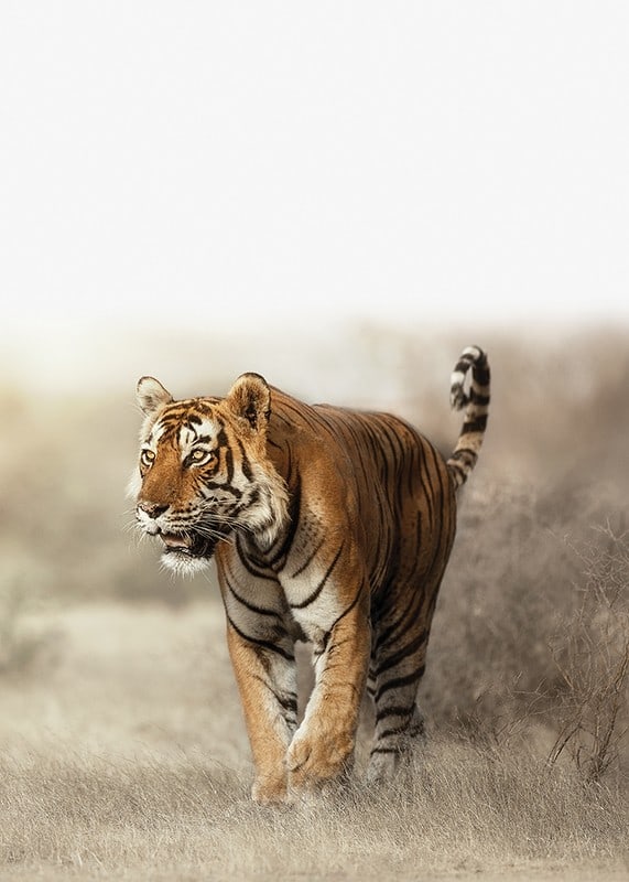 Photographic tiger walking in dry grass landscape in backlight-12