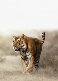 Tiger Walk-3