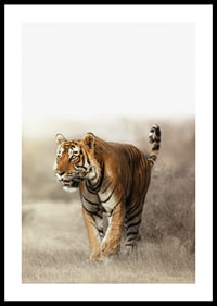 Photographic tiger walking in dry grass landscape in backlight-0