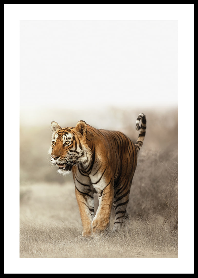 Photographic tiger walking in dry grass landscape in backlight-12