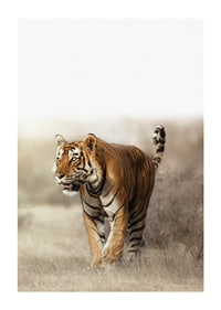 Photographic tiger walking in dry grass landscape in backlight-1