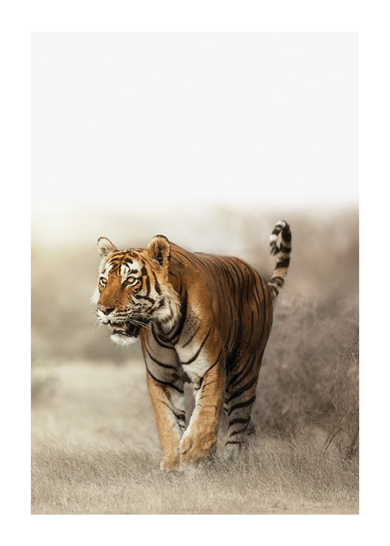 Photographic tiger walking in dry grass landscape in backlight-12
