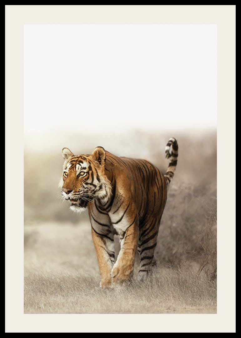 Fotogrāfisks tīģeris pastaigājas sausā zāles ainavā pretgaismā-12
