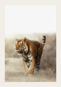 Fotogrāfisks tīģeris pastaigājas sausā zāles ainavā pretgaismā-3