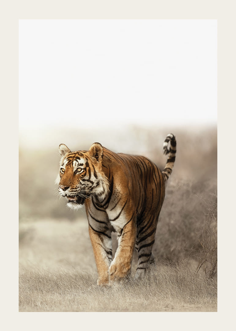 Fotogrāfisks tīģeris pastaigājas sausā zāles ainavā pretgaismā-12